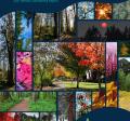2021 Annual Report Cover (tree montage)