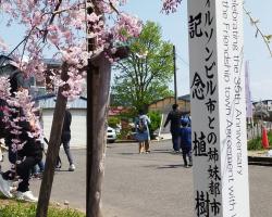Cherry Blossoms in Kitakata celebrate the 35th anniversary of the sister city relationship