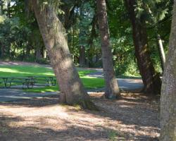 tree pathway and picnic bench area