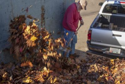 Leaves being shoveled into dumpster from truckbed
