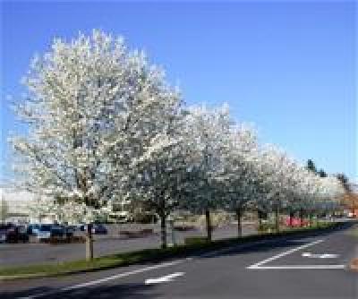 White Flowering Trees